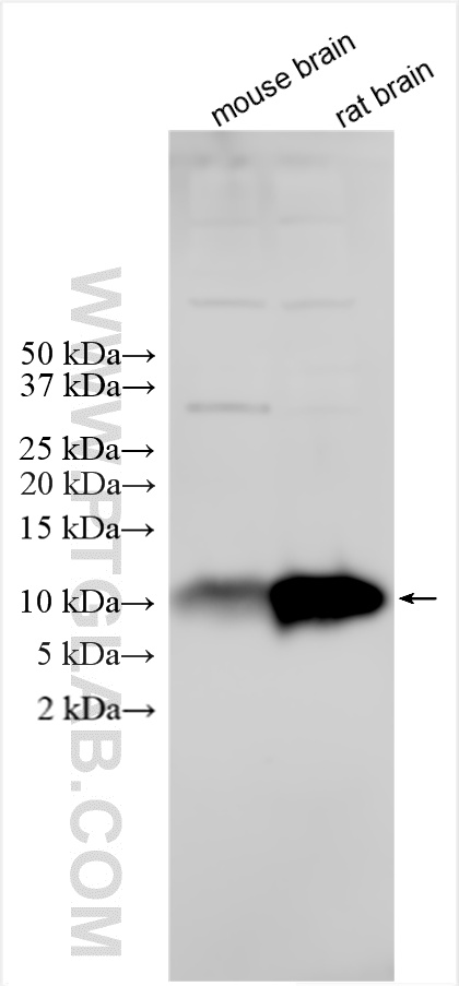 Western Blot (WB) analysis of various lysates using S100B Polyclonal antibody (15146-1-AP)