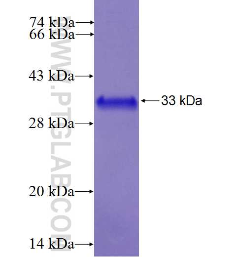 S100Z fusion protein Ag27315 SDS-PAGE