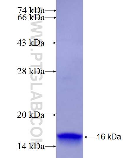 S100Z fusion protein Ag27326 SDS-PAGE