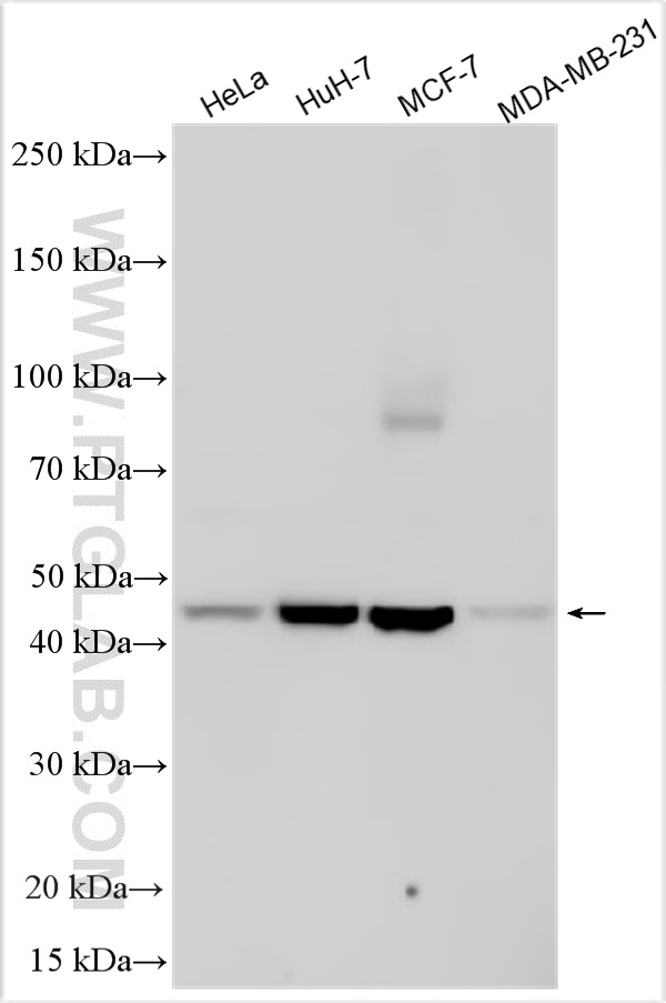 Western Blot (WB) analysis of various lysates using S1PR2 Polyclonal antibody (21180-1-AP)