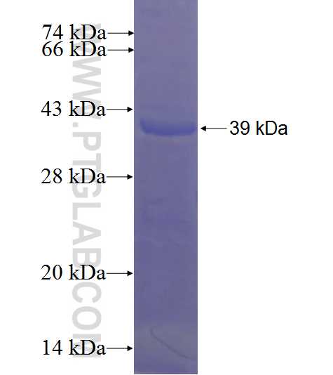 SAC3D1 fusion protein Ag23041 SDS-PAGE