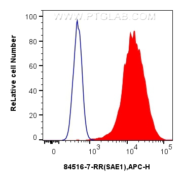 Flow cytometry (FC) experiment of HeLa cells using SAE1 Recombinant antibody (84516-7-RR)