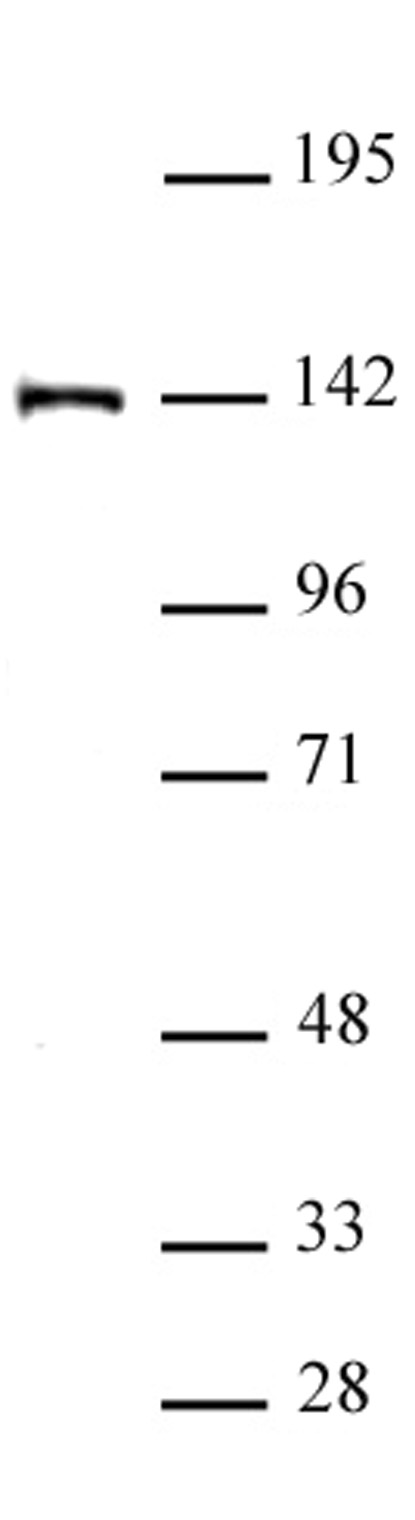 SALL4 antibody (pAb) tested by Western blot. Nuclear extract of P19 cells (20 μg) probed with SALL4 antibody (1:500).