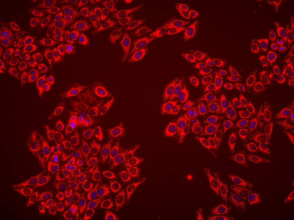 Immunofluorescence (IF) / fluorescent staining of HepG2 cells using Sam50 Monoclonal antibody (67425-1-Ig)