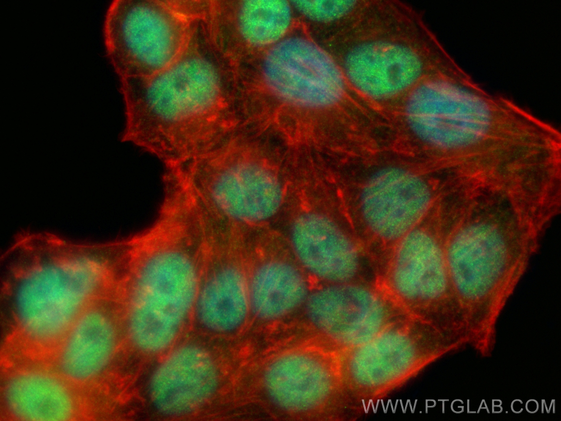 Immunofluorescence (IF) / fluorescent staining of HepG2 cells using SAMHD1 Polyclonal antibody (12586-1-AP)