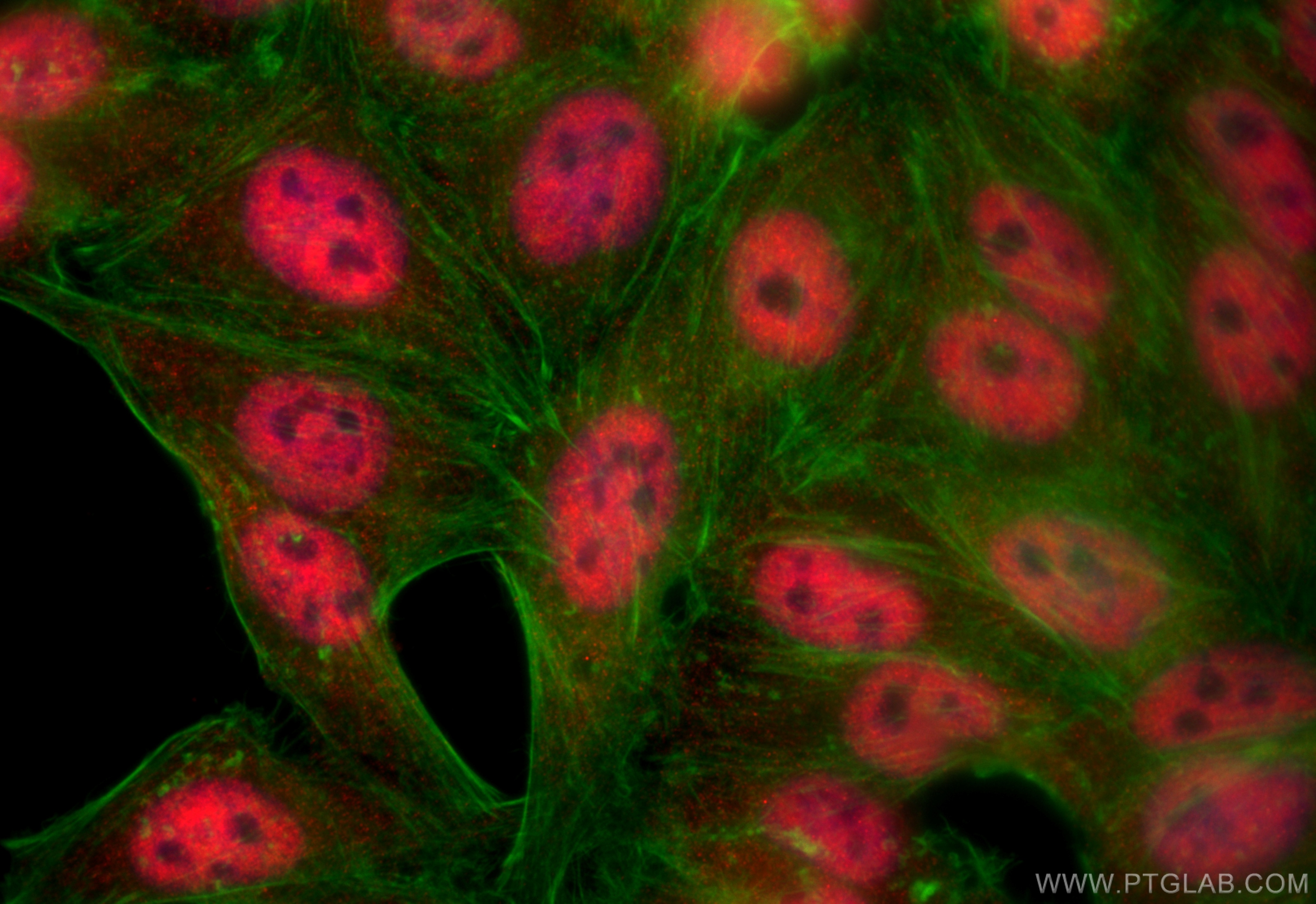 Immunofluorescence (IF) / fluorescent staining of HepG2 cells using SAP130 Polyclonal antibody (12130-1-AP)