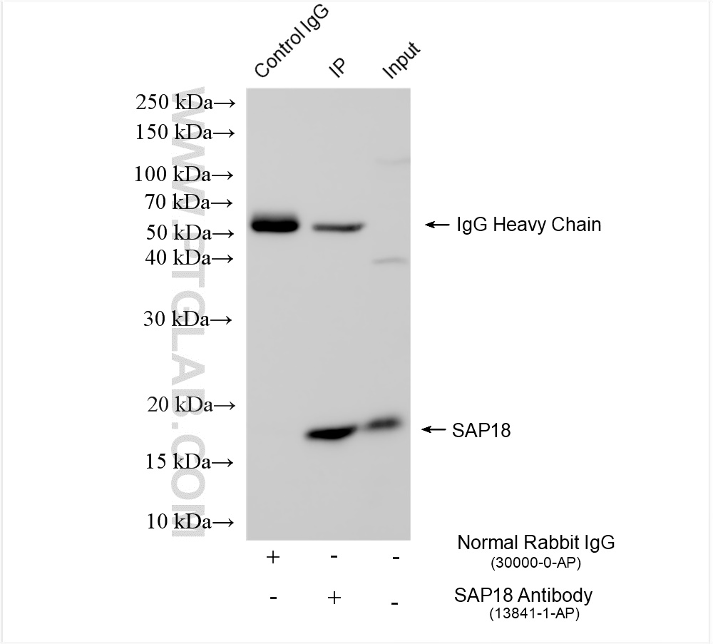 Immunoprecipitation (IP) experiment of K-562 cells using SAP18 Polyclonal antibody (13841-1-AP)