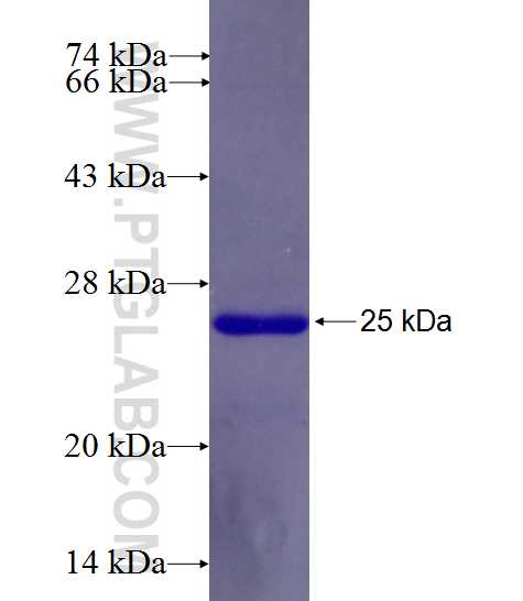 SAP30 fusion protein Ag26543 SDS-PAGE