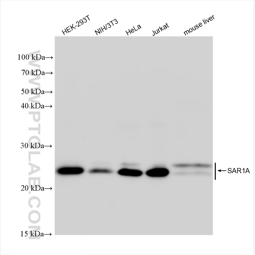 Western Blot (WB) analysis of various lysates using SAR1A Recombinant antibody (83168-6-RR)