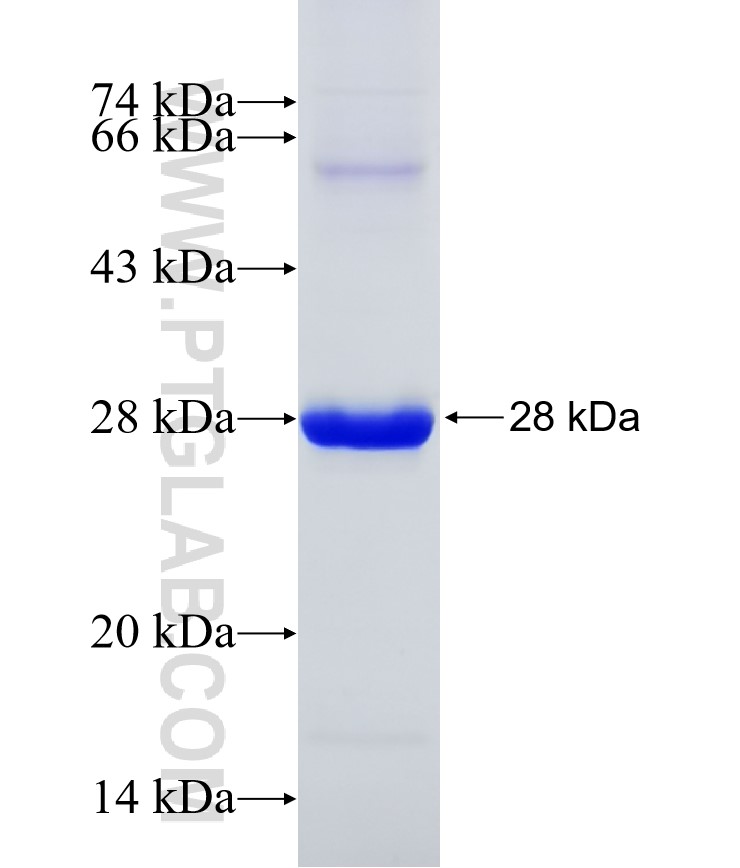 SARM1 fusion protein Ag29554 SDS-PAGE