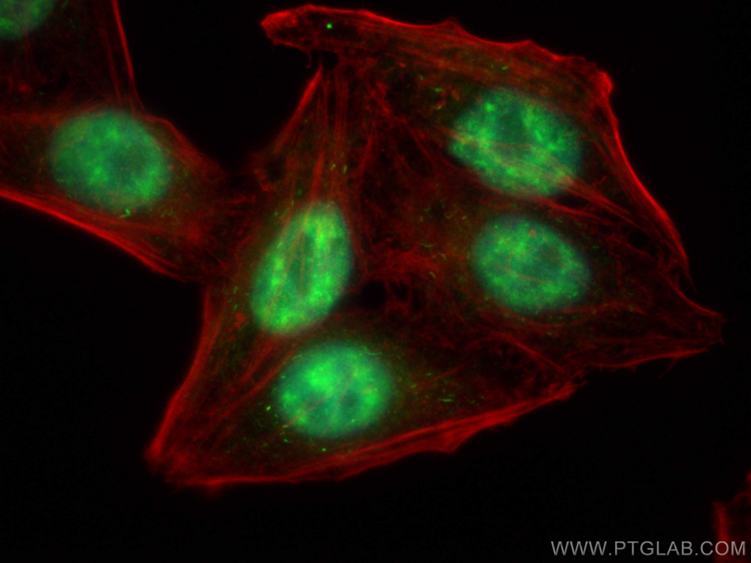 Immunofluorescence (IF) / fluorescent staining of HepG2 cells using SART1 Polyclonal antibody (22675-1-AP)