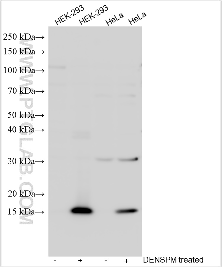 Western Blot (WB) analysis of various lysates using SAT1 Polyclonal antibody (10708-1-AP)