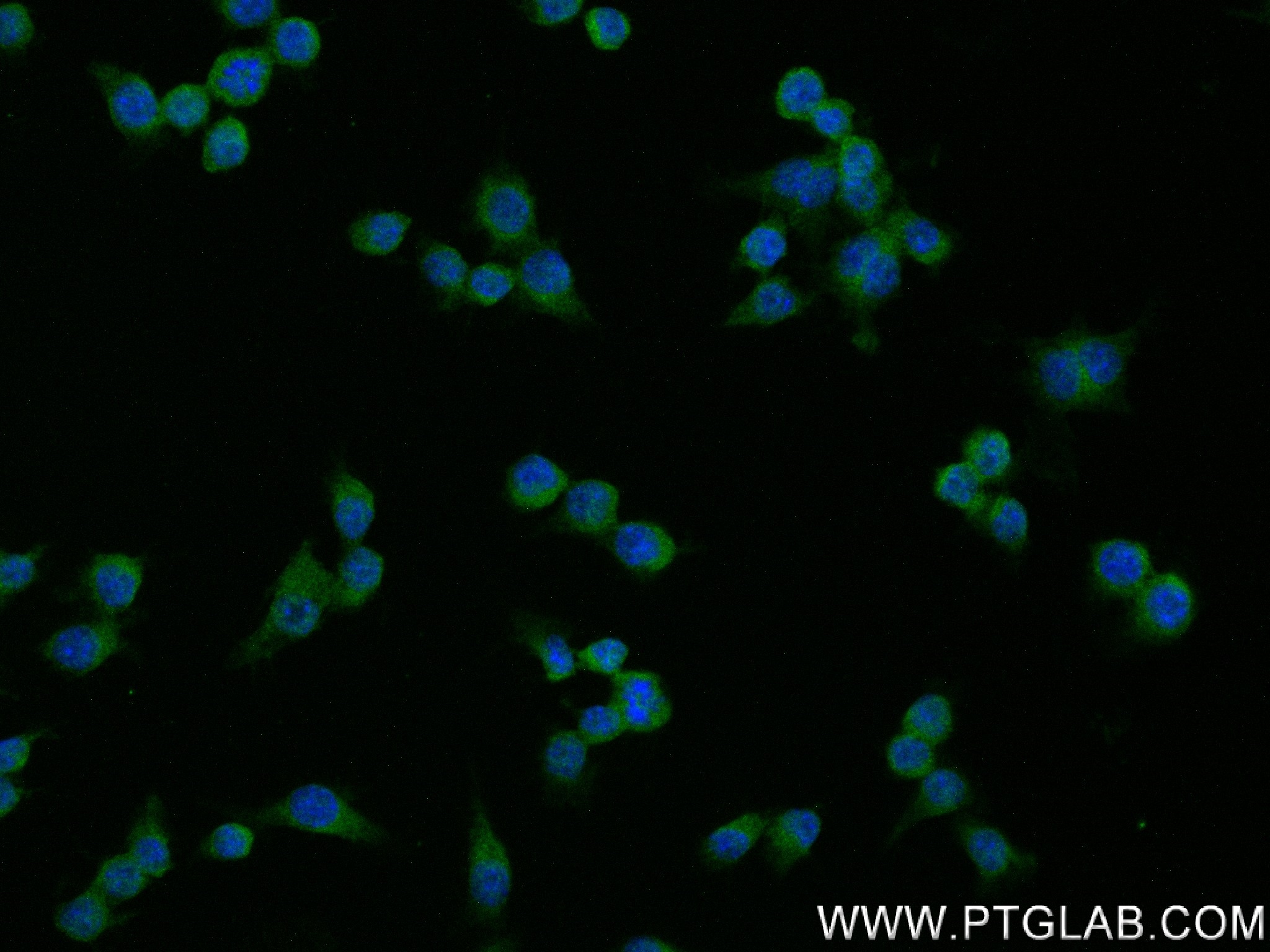 Immunofluorescence (IF) / fluorescent staining of RAW 264.7 cells using SAT1 Recombinant antibody (83319-1-RR)