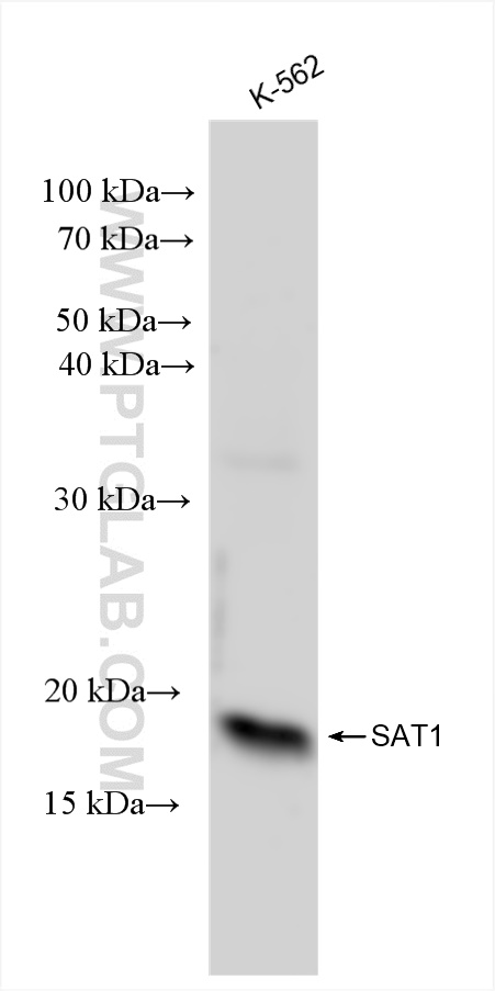 Western Blot (WB) analysis of K-562 cells using SAT1 Recombinant antibody (83319-1-RR)