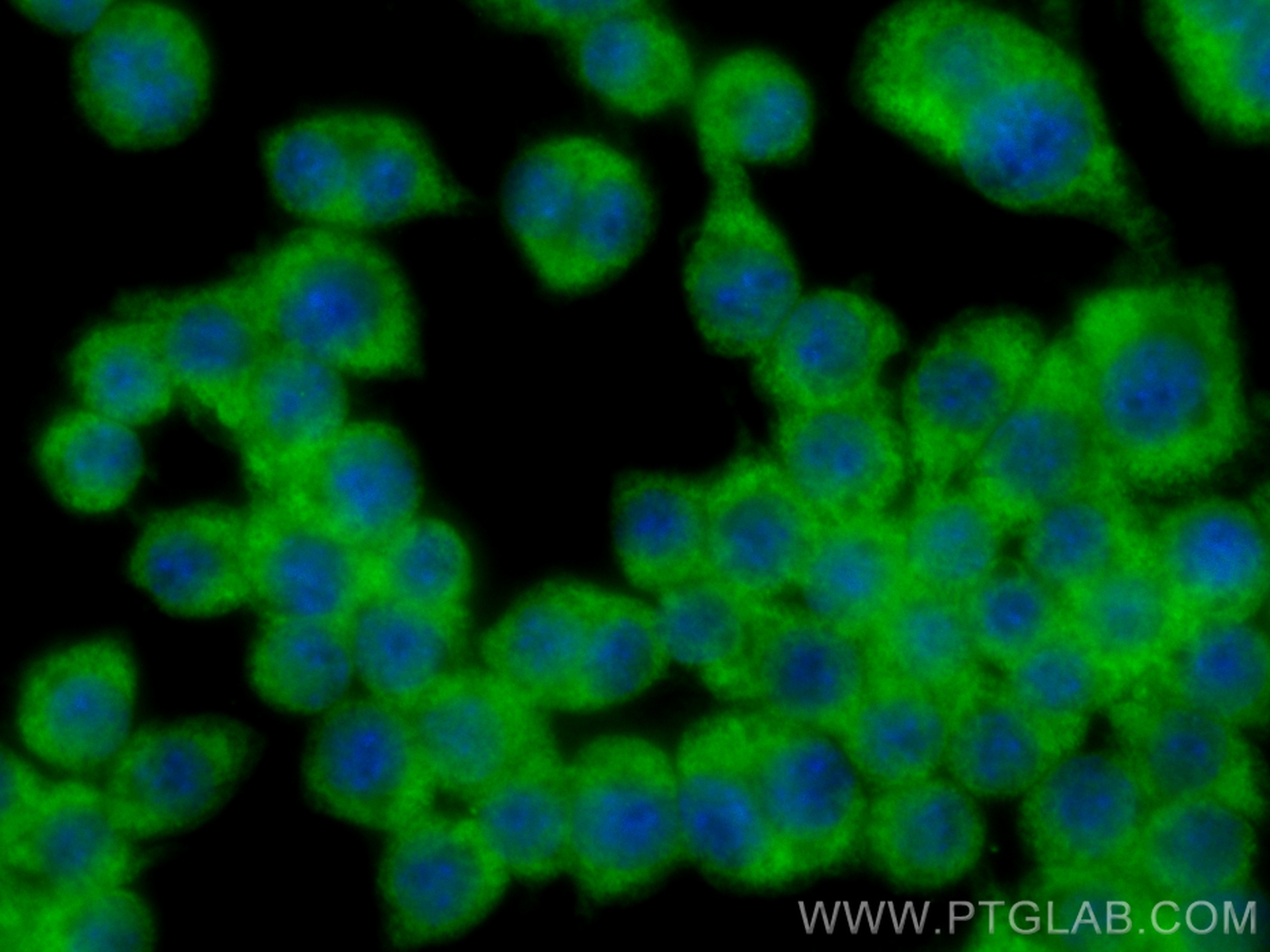 Immunofluorescence (IF) / fluorescent staining of RAW 264.7 cells using CoraLite® Plus 488-conjugated SAT1 Recombinant ant (CL488-83319)