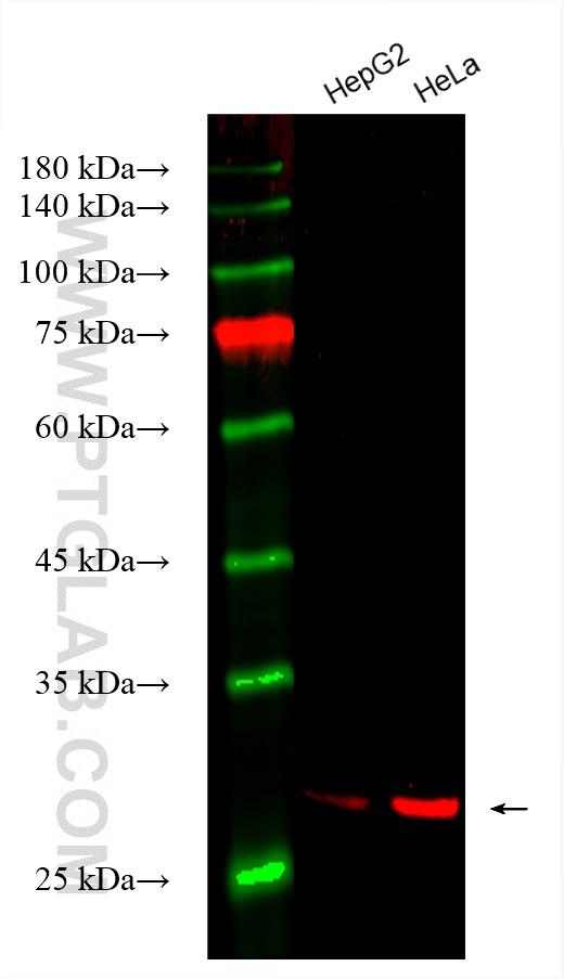 Western Blot (WB) analysis of various lysates using CoraLite®594-conjugated SBDS Monoclonal antibody (CL594-67200)