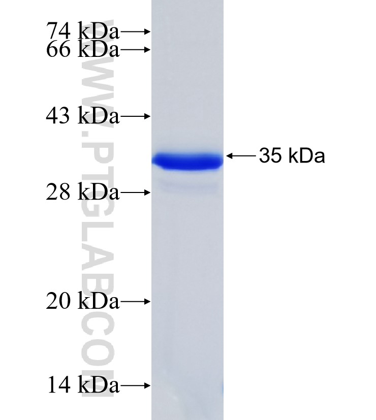 SCAND2 fusion protein Ag22330 SDS-PAGE