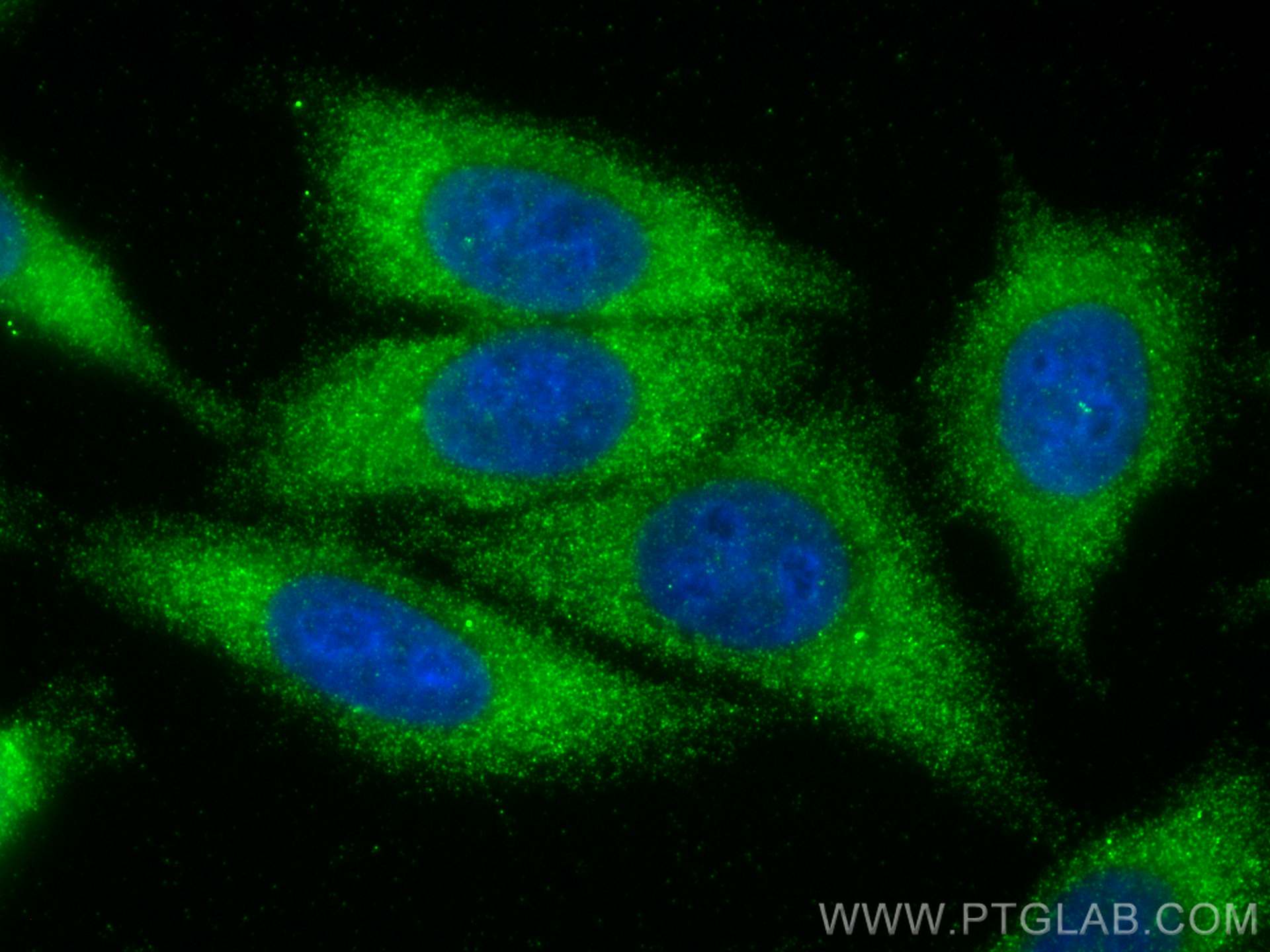 Immunofluorescence (IF) / fluorescent staining of HepG2 cells using SCF Polyclonal antibody (23844-1-AP)