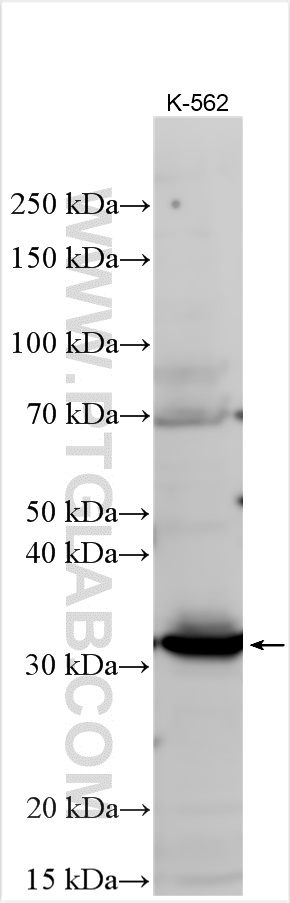 Western Blot (WB) analysis of various lysates using SCF Polyclonal antibody (23844-1-AP)