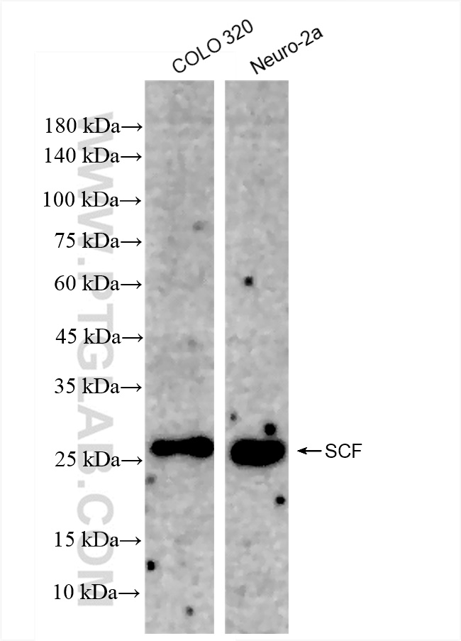 Western Blot (WB) analysis of various lysates using SCF Recombinant antibody (83707-2-RR)