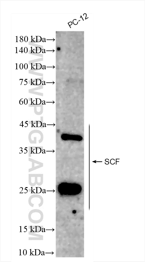 Western Blot (WB) analysis of PC-12 cells using SCF Recombinant antibody (83707-2-RR)