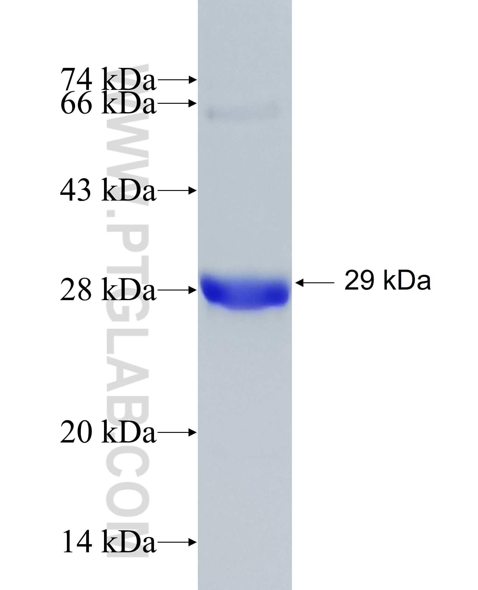 SCF fusion protein Ag25099 SDS-PAGE