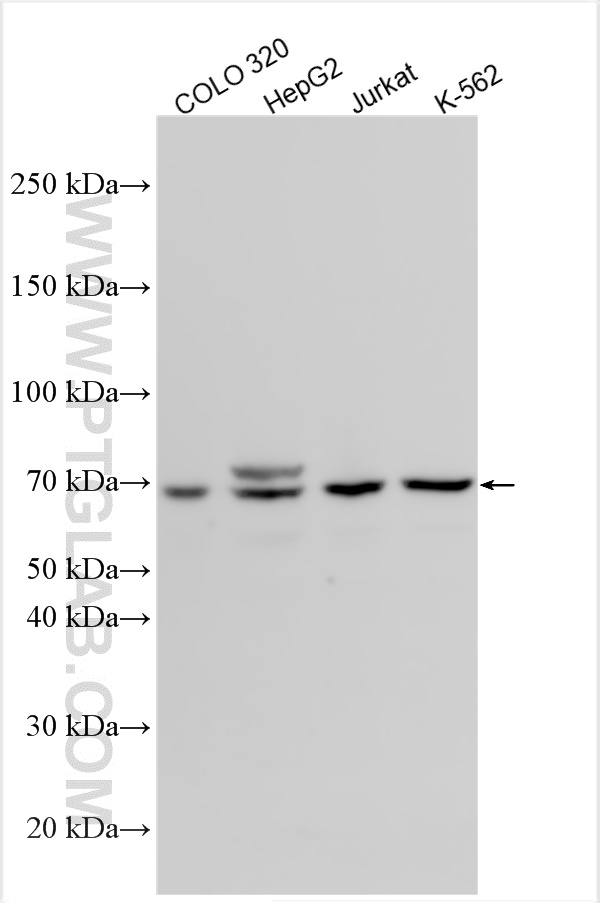 Western Blot (WB) analysis of various lysates using SCFD2 Polyclonal antibody (13375-1-AP)