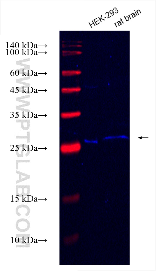 Western Blot (WB) analysis of various lysates using CoraLite® Plus 750-conjugated SCN3B Recombinant an (CL750-82959-7)