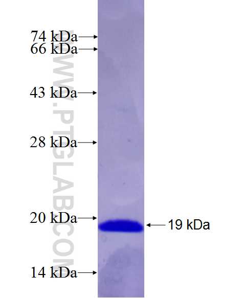 SCN8A fusion protein Ag27008 SDS-PAGE