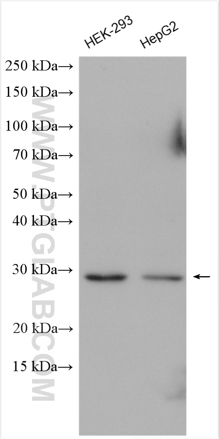 Western Blot (WB) analysis of HEK-293 cells using SCO2 Polyclonal antibody (21223-1-AP)