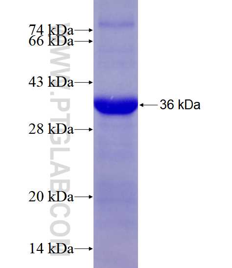 SCRN2 fusion protein Ag28350 SDS-PAGE