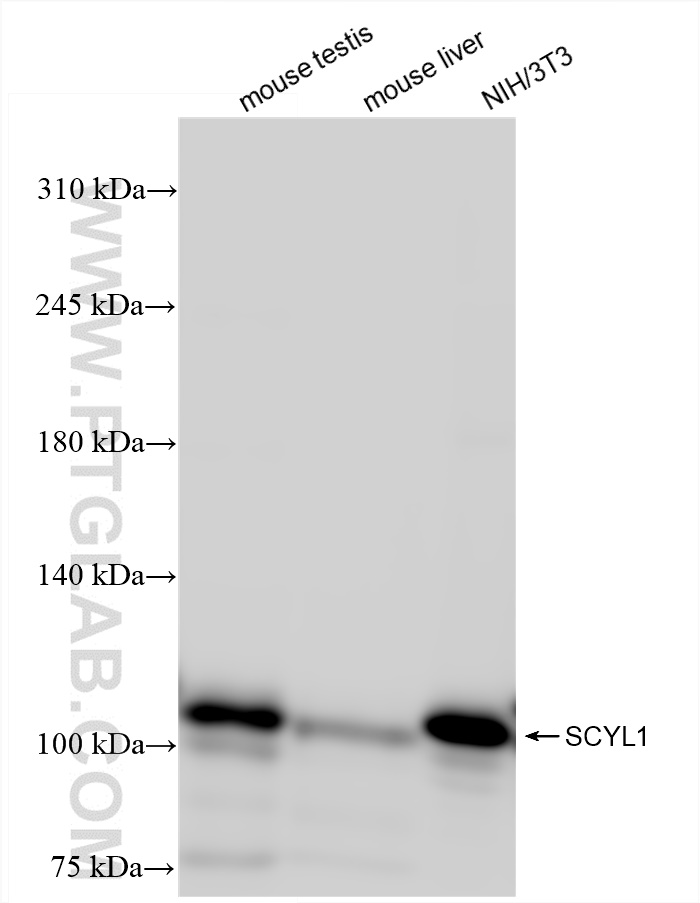 Western Blot (WB) analysis of various lysates using SCYL1 Recombinant antibody (84561-1-RR)