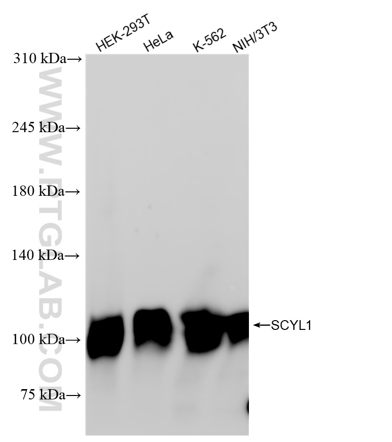 Western Blot (WB) analysis of various lysates using SCYL1 Recombinant antibody (84561-2-RR)