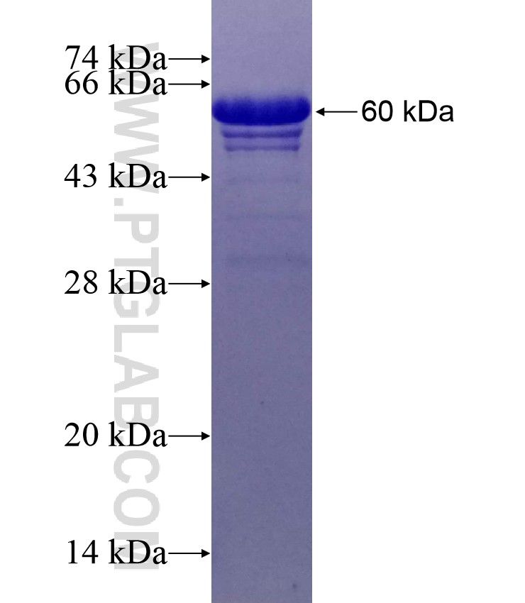 SDC4 fusion protein Ag26691 SDS-PAGE