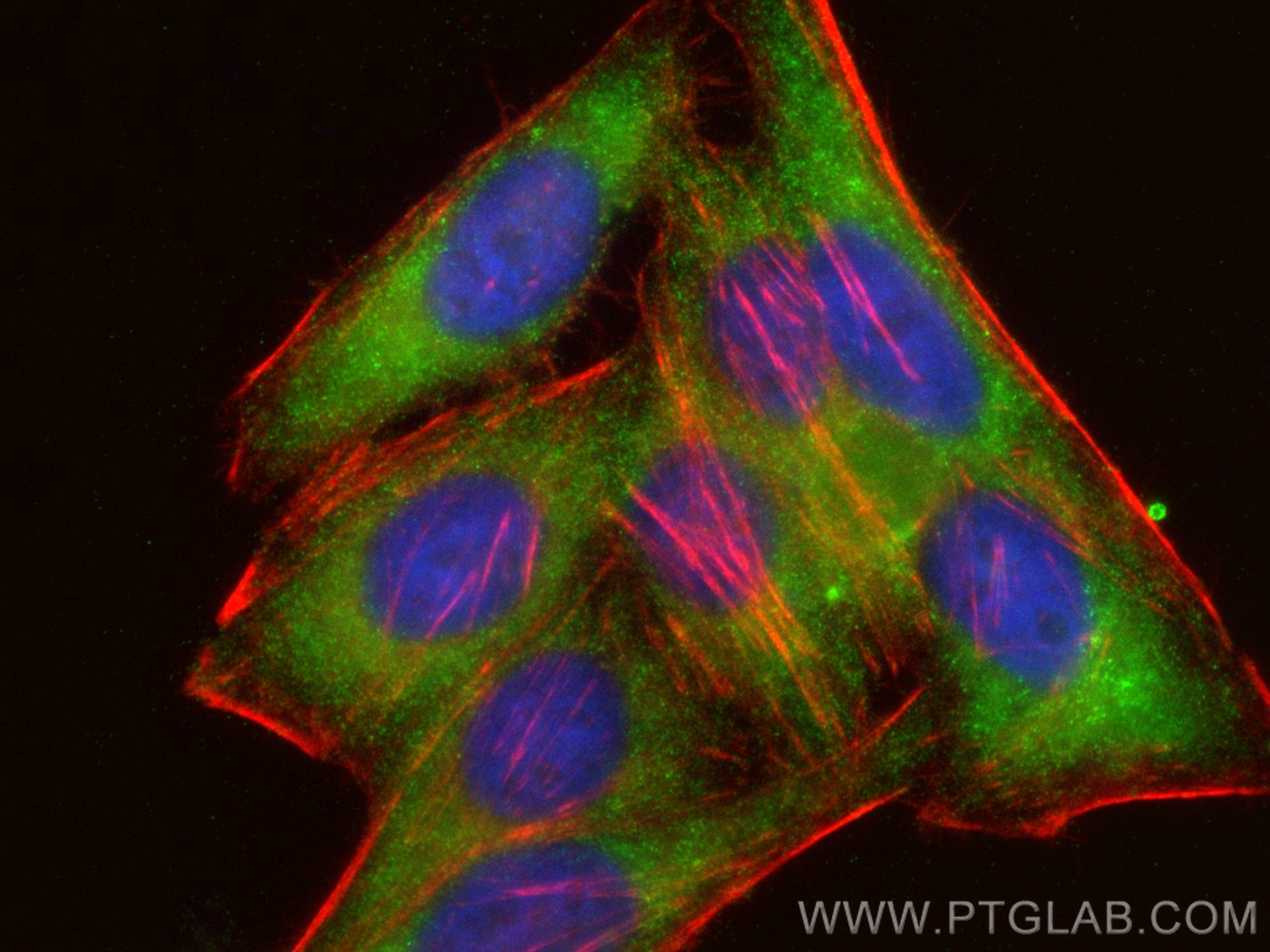 Immunofluorescence (IF) / fluorescent staining of HepG2 cells using CoraLite® Plus 488-conjugated SDCCAG3 Polyclonal a (CL488-15969)