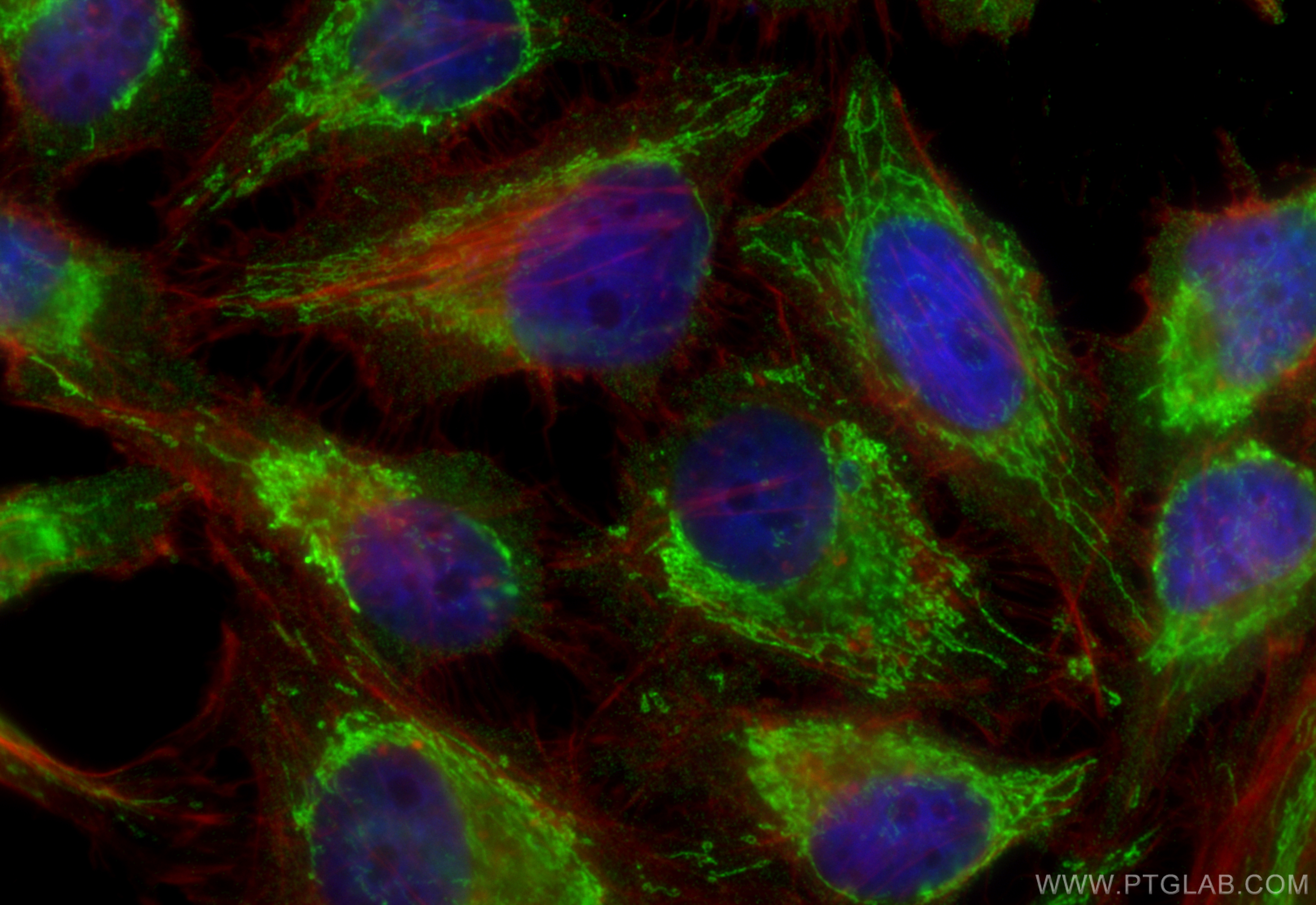 Immunofluorescence (IF) / fluorescent staining of HeLa cells using SDHA Monoclonal antibody (66588-1-Ig)