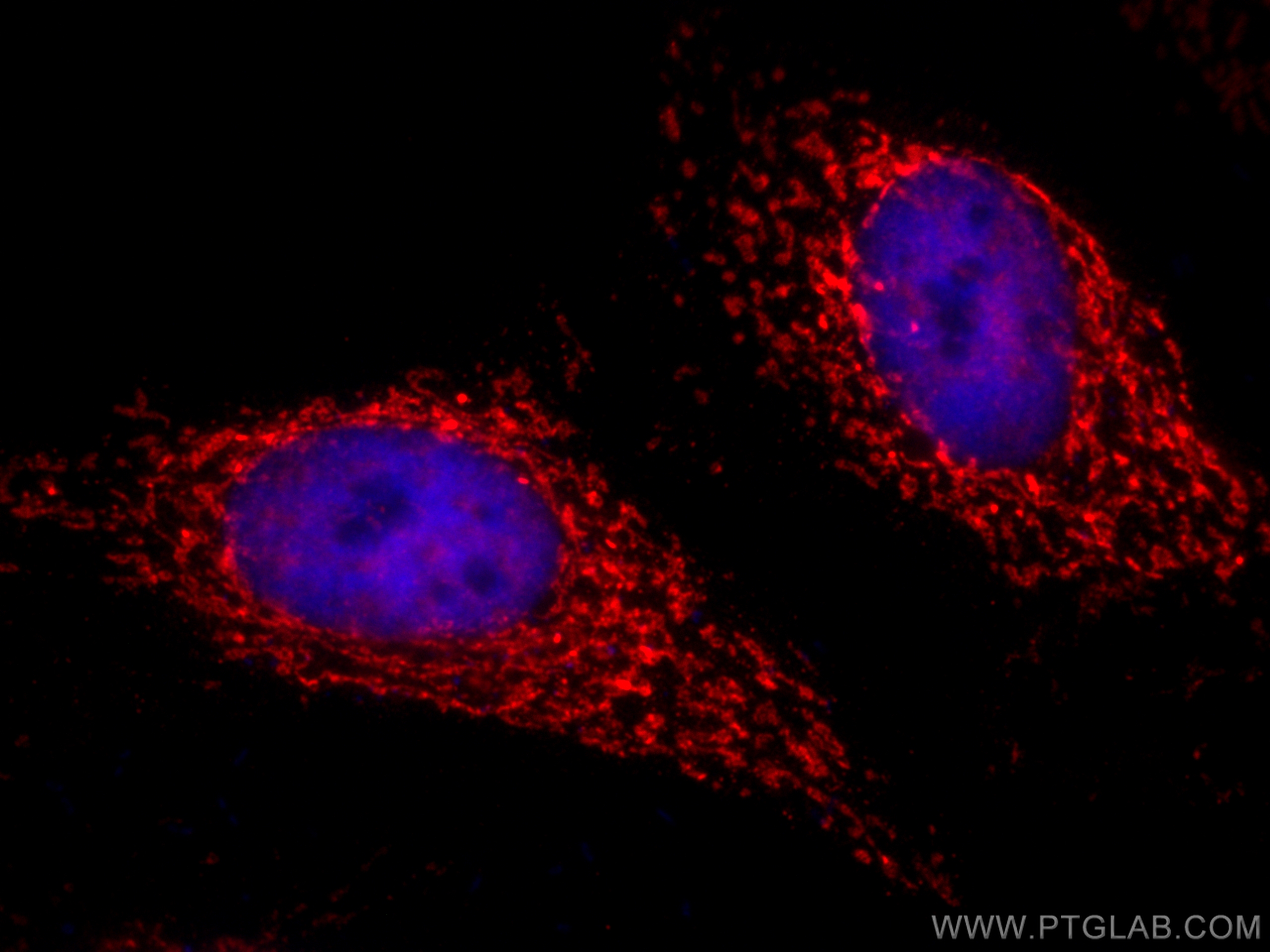 Immunofluorescence (IF) / fluorescent staining of HeLa cells using CoraLite®594-conjugated SDHA Monoclonal antibody (CL594-66588)