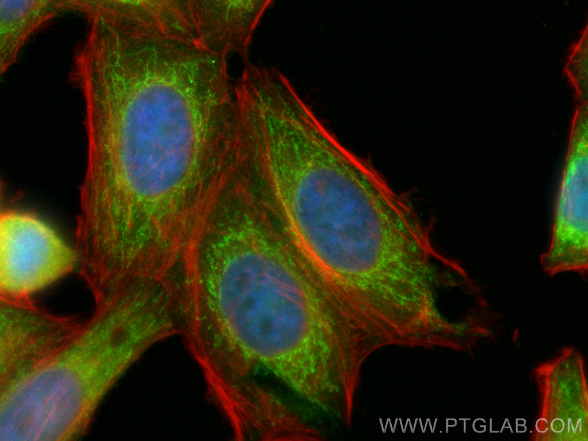 Immunofluorescence (IF) / fluorescent staining of HepG2 cells using CoraLite® Plus 488-conjugated SDHB Polyclonal anti (CL488-10620)