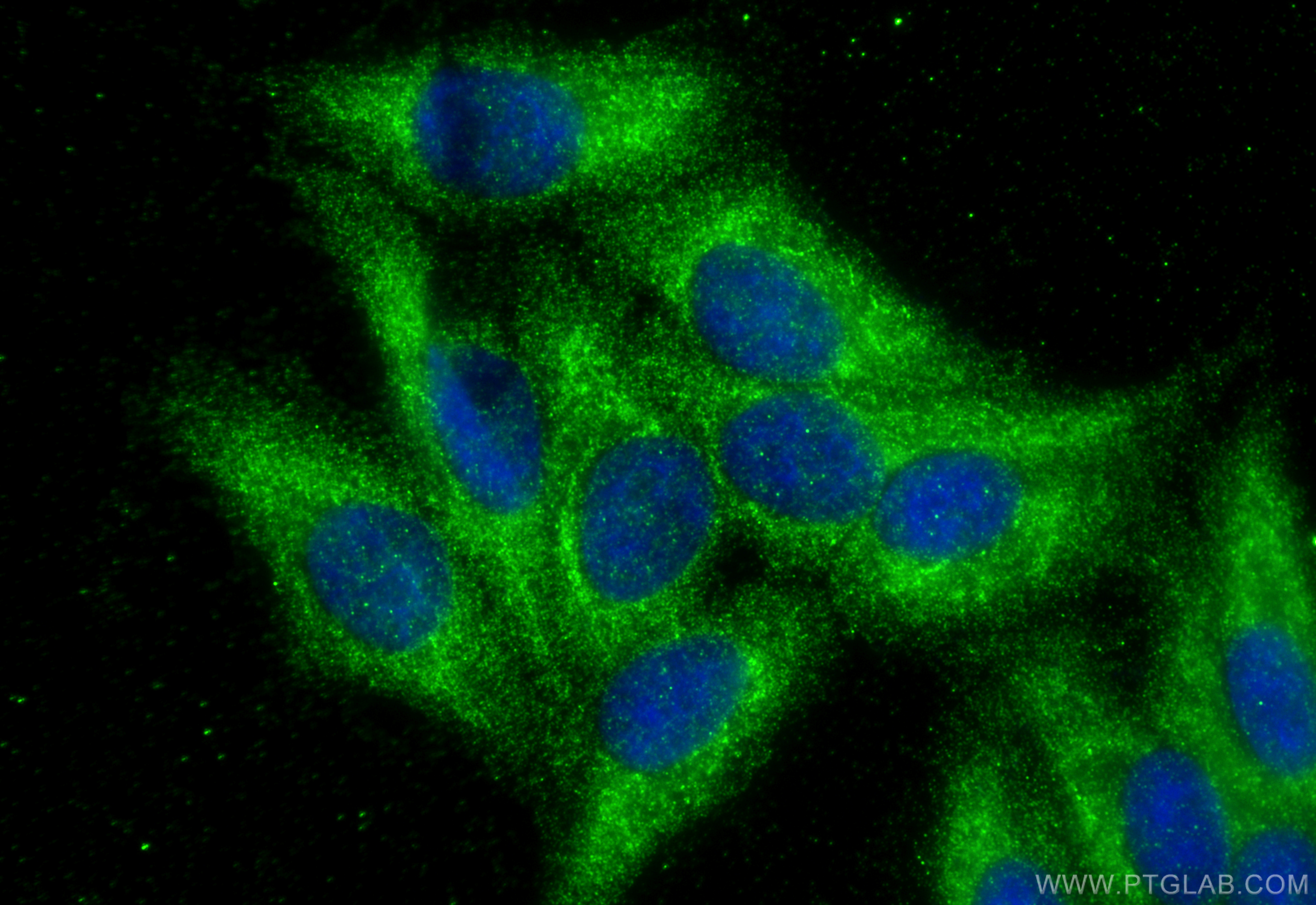 Immunofluorescence (IF) / fluorescent staining of HepG2 cells using SDSL Polyclonal antibody (16242-1-AP)