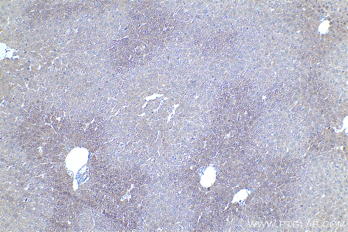 Immunohistochemistry (IHC) staining of mouse liver tissue using SDSL Polyclonal antibody (16242-1-AP)