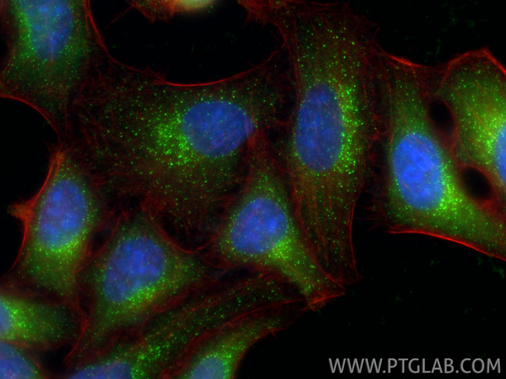 Immunofluorescence (IF) / fluorescent staining of HepG2 cells using SEC13 Polyclonal antibody (15397-1-AP)