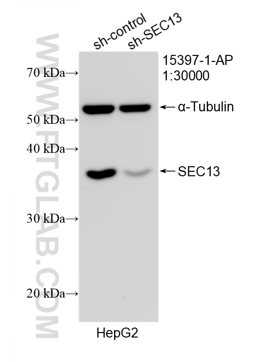 Western Blot (WB) analysis of HepG2 cells using SEC13 Polyclonal antibody (15397-1-AP)