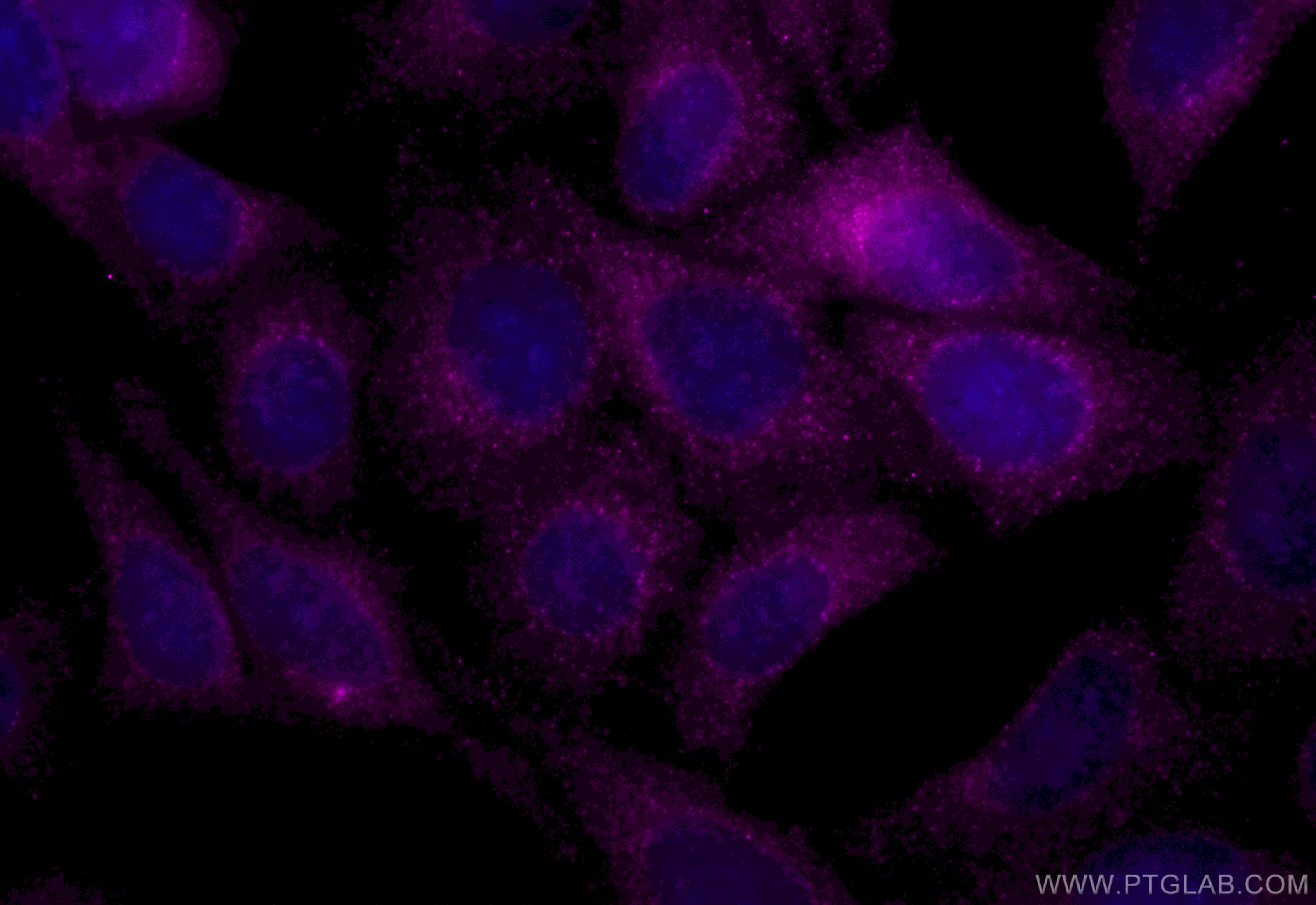 Immunofluorescence (IF) / fluorescent staining of HepG2 cells using CoraLite® Plus 647-conjugated SEC13 Recombinant an (CL647-85110-4)