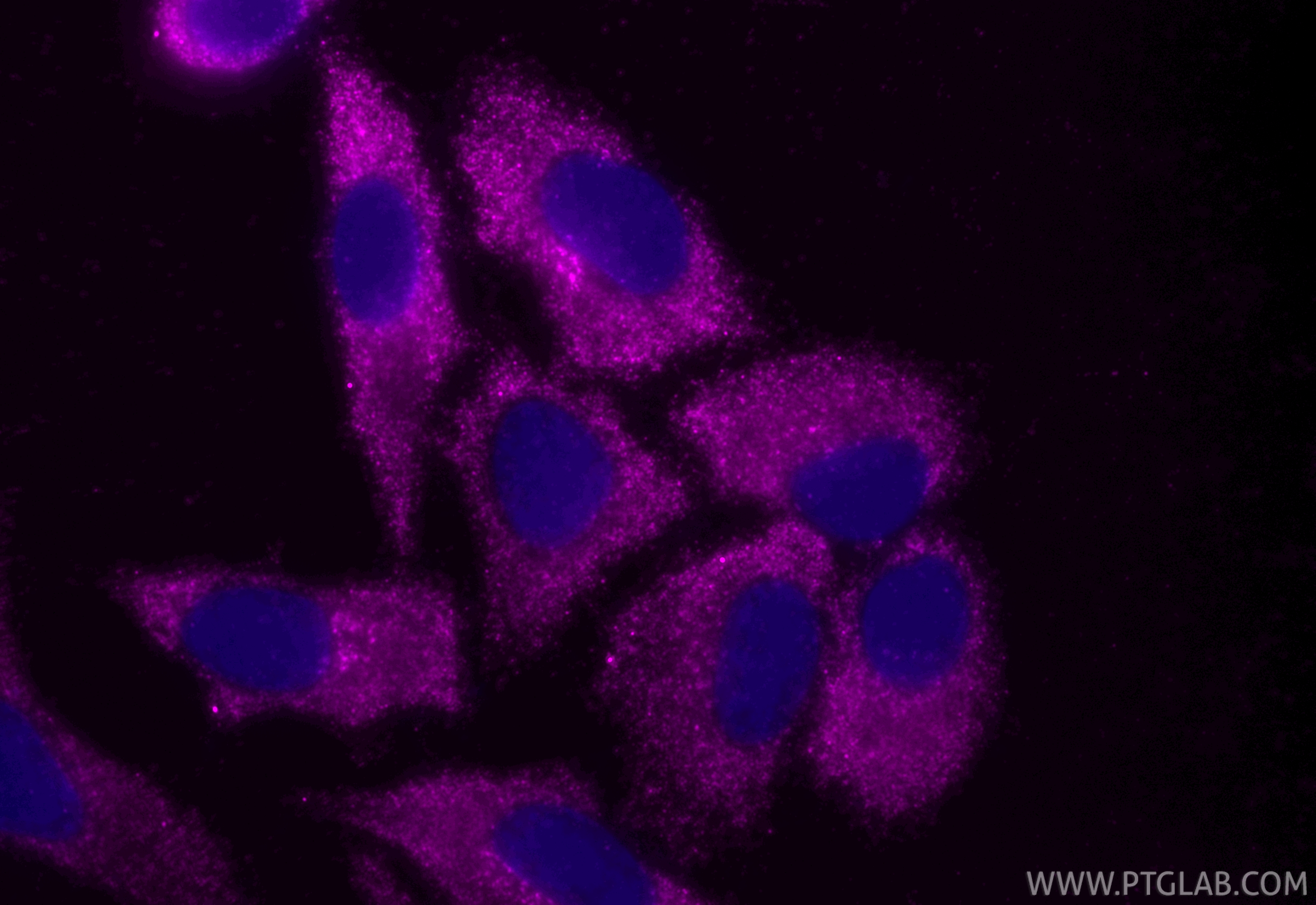 Immunofluorescence (IF) / fluorescent staining of HepG2 cells using CoraLite® Plus 647-conjugated SEC13 Recombinant mo (CL647-85110-4)