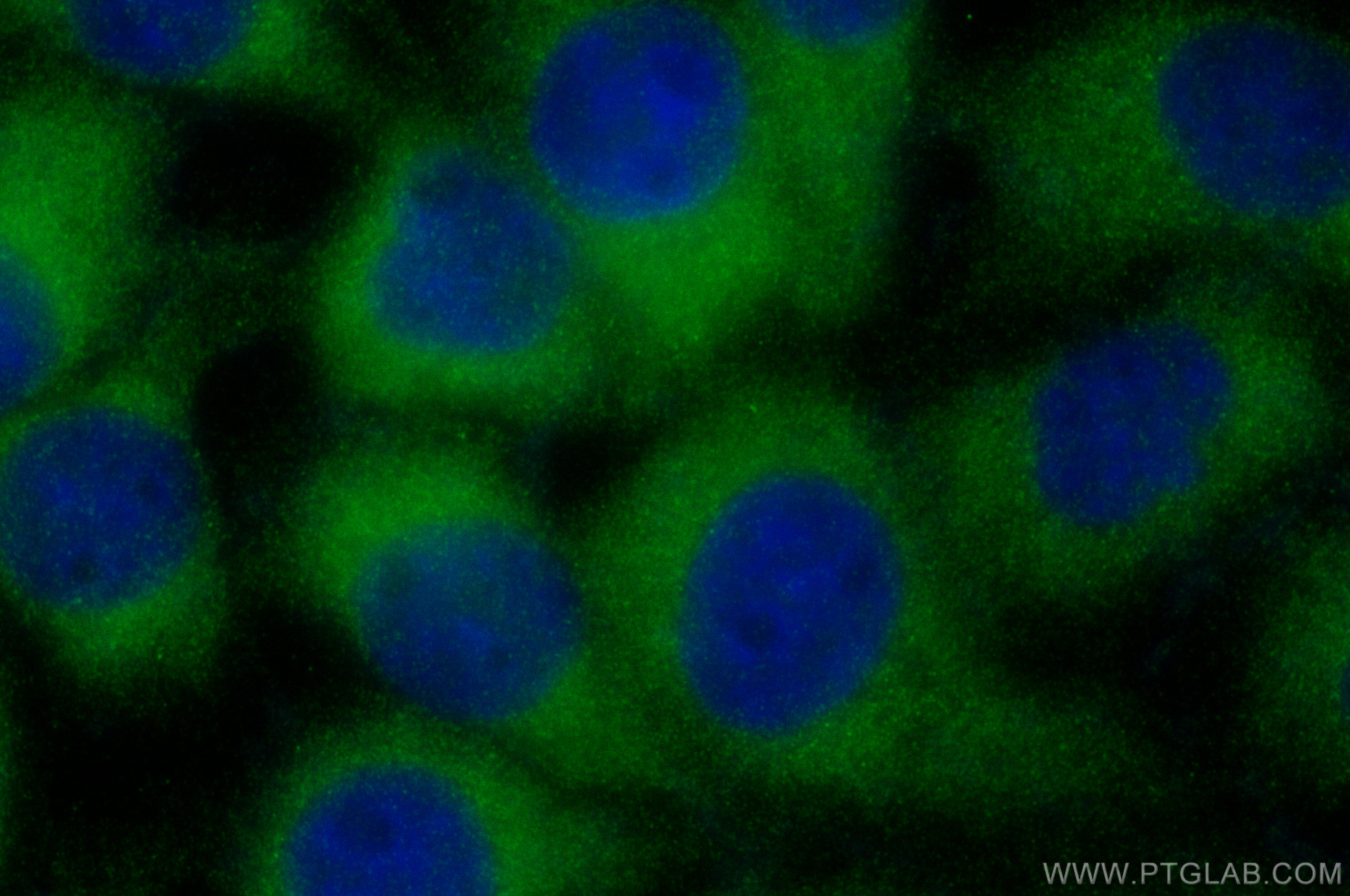 Immunofluorescence (IF) / fluorescent staining of A431 cells using SEC14L1 Polyclonal antibody (25541-1-AP)