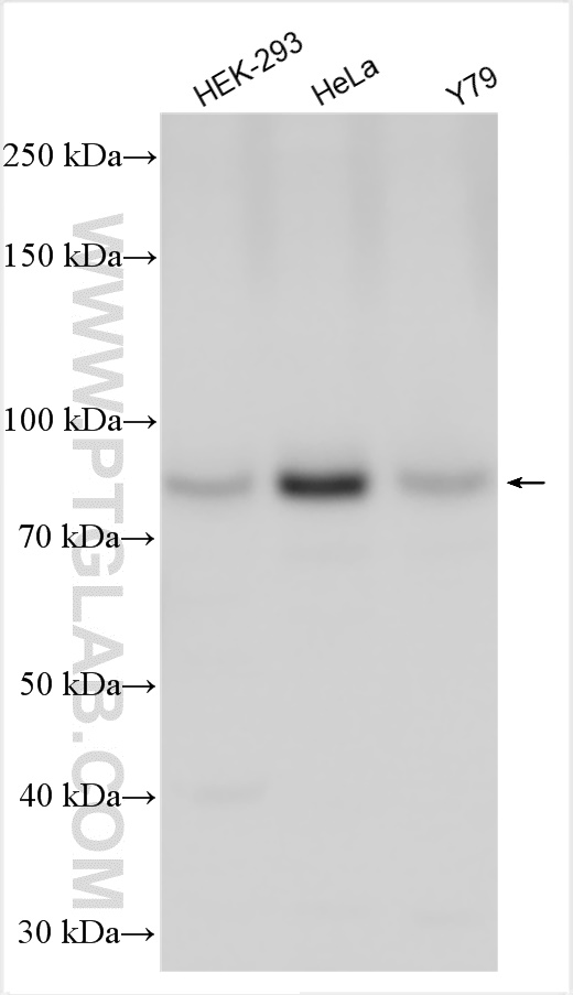 Western Blot (WB) analysis of various lysates using SEC14L1 Polyclonal antibody (25541-1-AP)