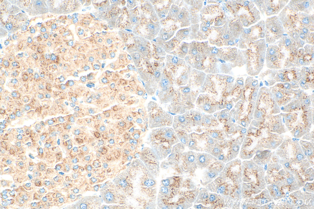 Immunohistochemistry (IHC) staining of mouse pancreas tissue using SEC16A Polyclonal antibody (20025-1-AP)