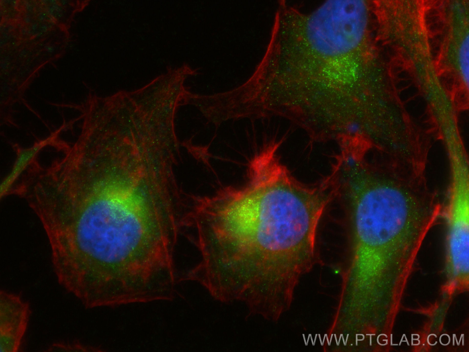 Immunofluorescence (IF) / fluorescent staining of HeLa cells using SEC16A Polyclonal antibody (29417-1-AP)