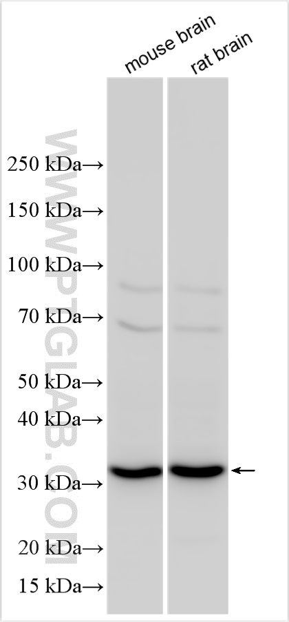 Western Blot (WB) analysis of various lysates using SEC22A Polyclonal antibody (29179-1-AP)