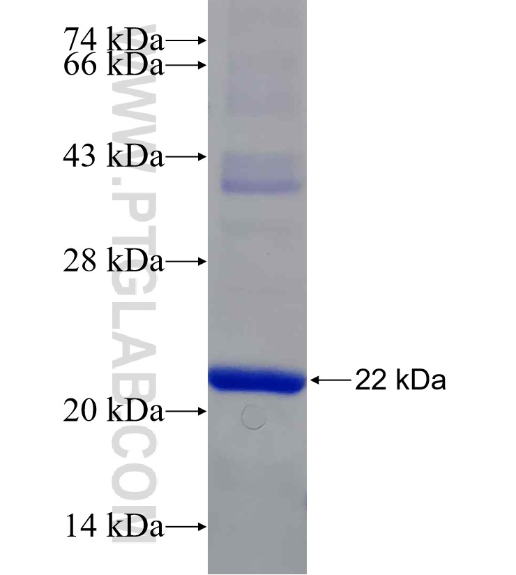 SEC22A fusion protein Ag30293 SDS-PAGE